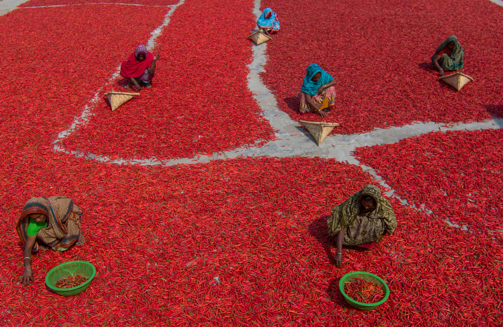 Women collecting red chilies by Azim Khan Ronnie on 500px.com