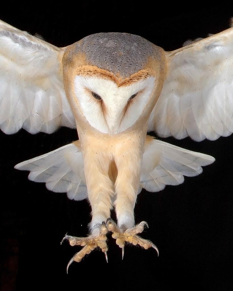 Barn owl with his weapons out. by Jens Stahl / 500px