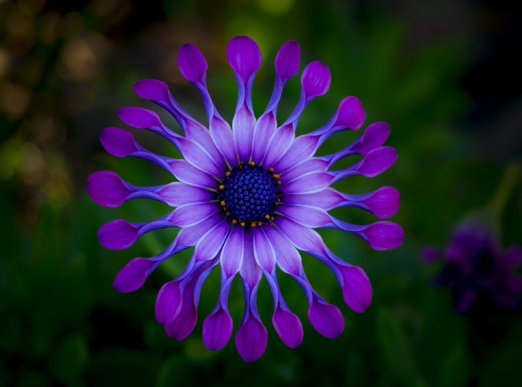 Rotary Beauty by Susan Chan on 500px.com