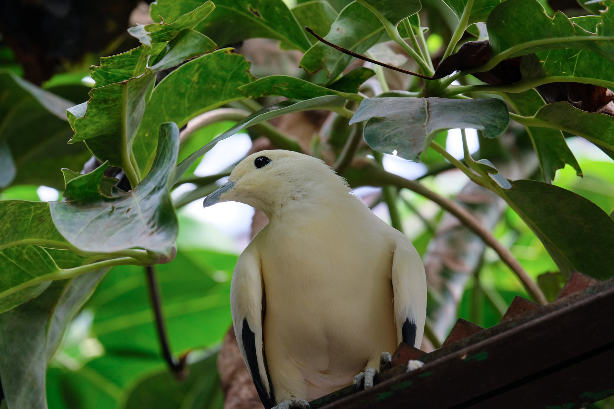 FUENGIROLA, ANDALUCIA/SPAIN - JULY 4 : Yellow Dove at the Biopar