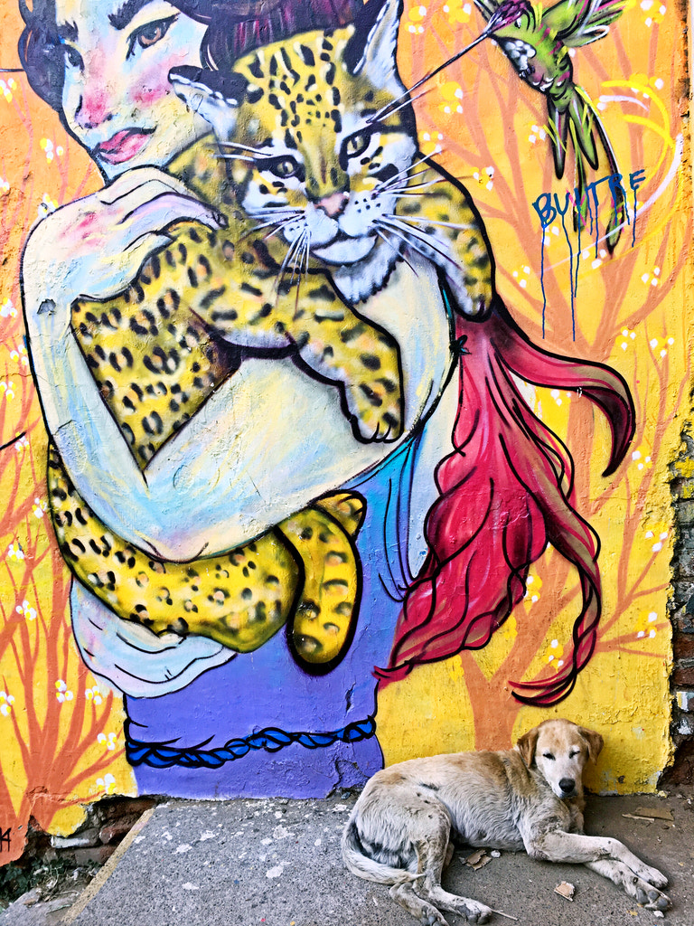 chucho zpsfzcpsdb by Fleur Chelsea on 500px.com