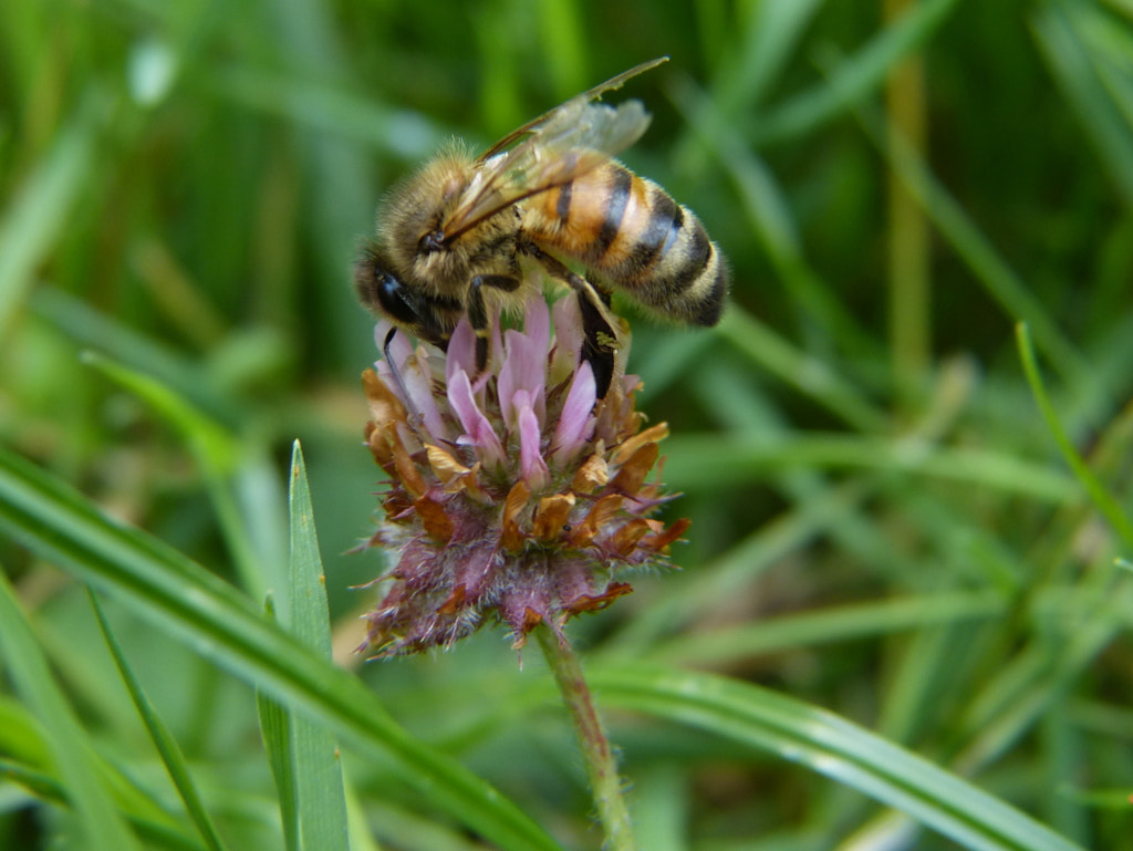 (petites) Bestioles du jardin V2?user_id=21302955&sig=39c6d0b1ea6c83c59d806f2660571d400142a85710c23969e077456c62f24603