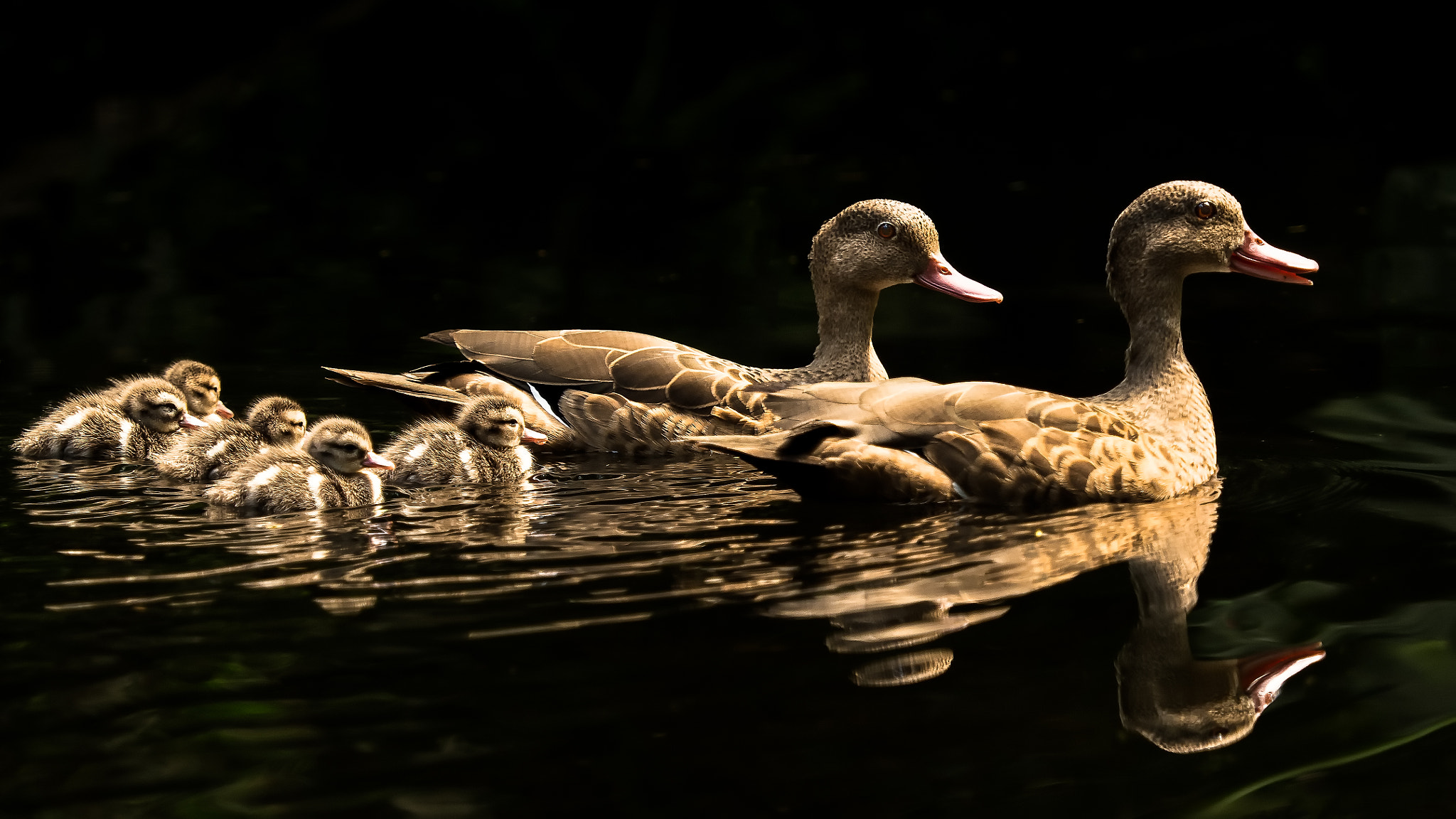 Duck Family