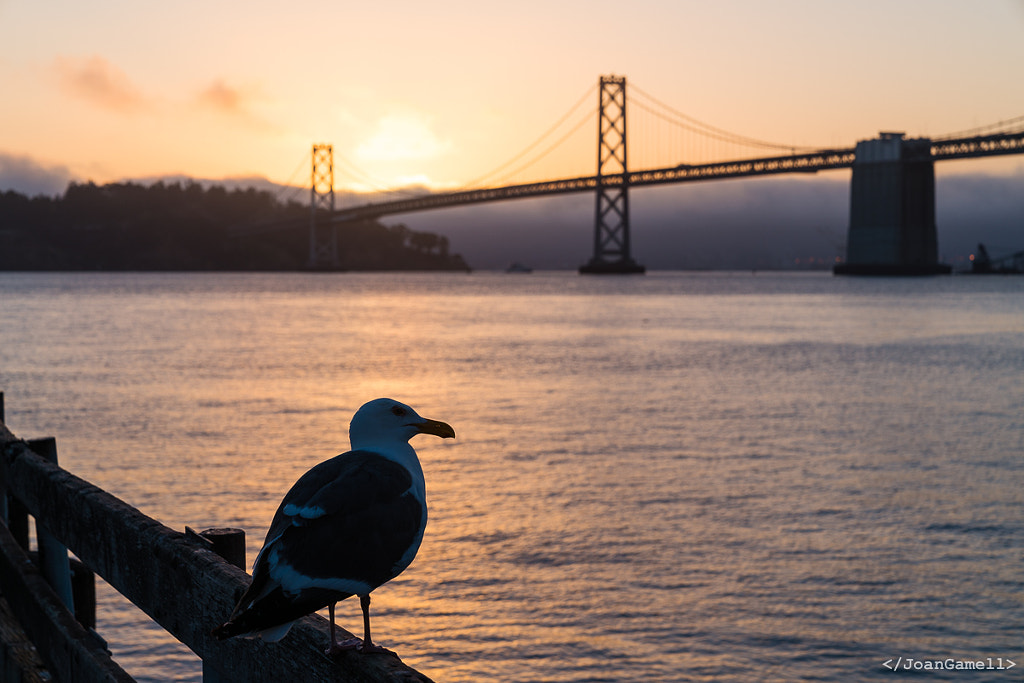 Sunrise seagull and Bay Bridge