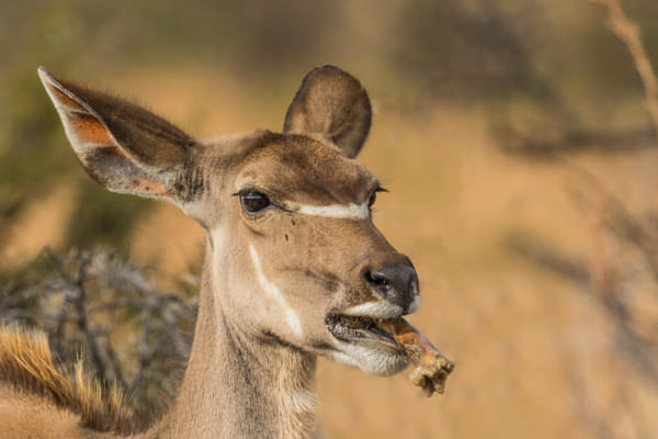 Kudu Osteophagy