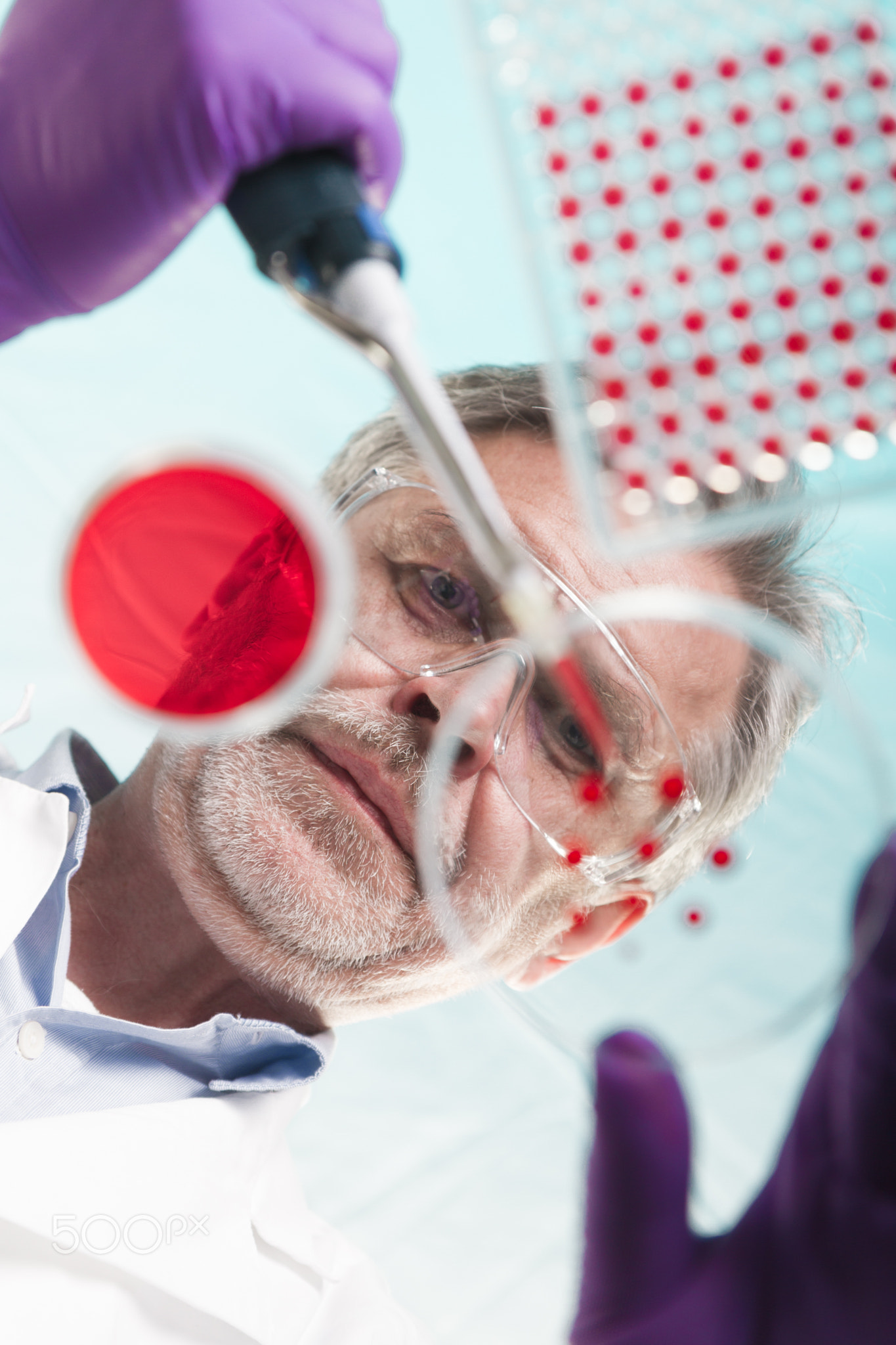 Senior life science researcher grafting bacteria.