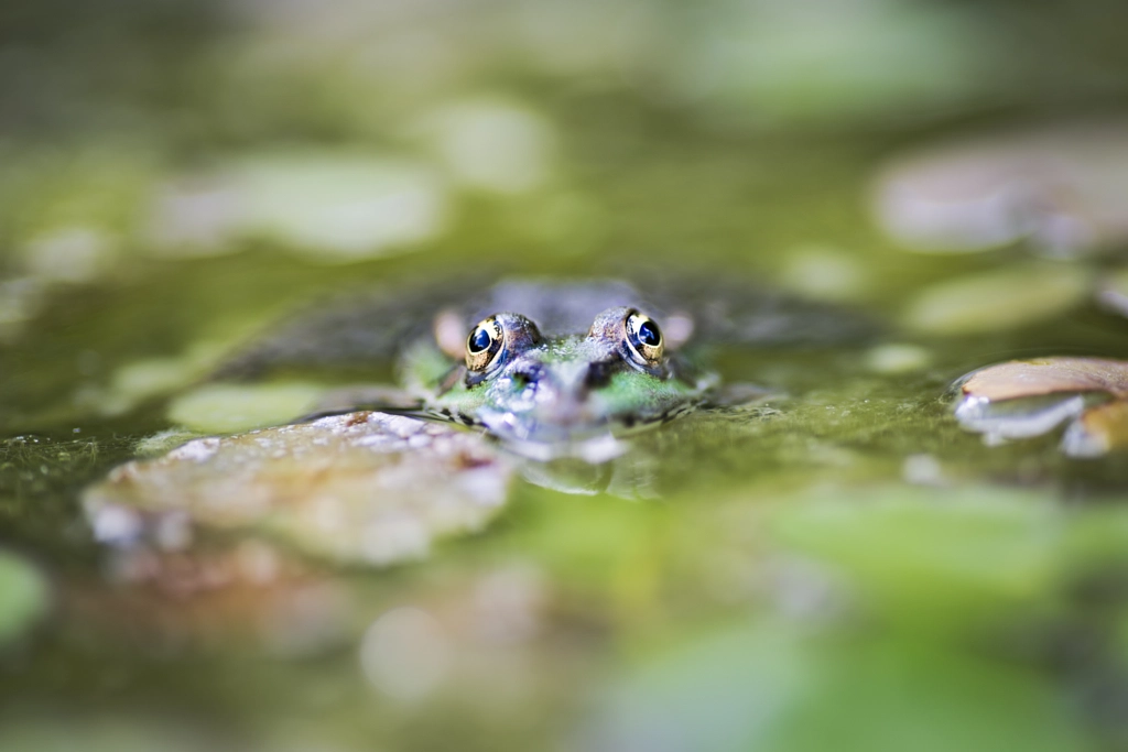 A Watching Frog by Mathieu Zeggiato on 500px.com