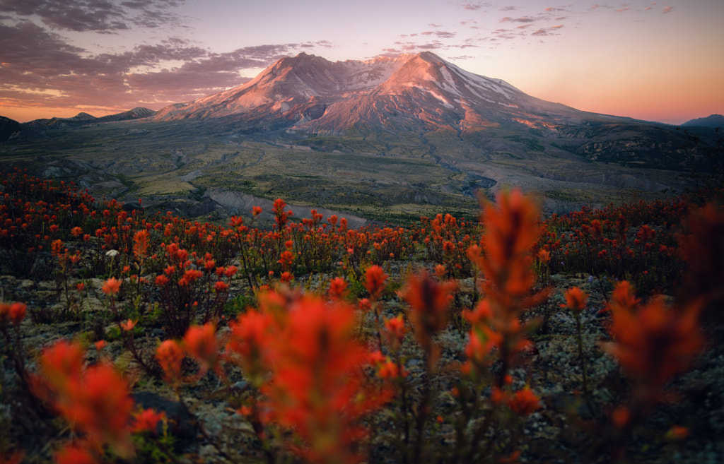 A Bee's Eye View by Nathaniel Merz on 500px.com