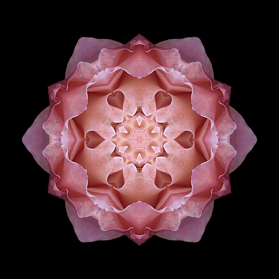 Pink Fall Rose Flower Mandala by David Bookbinder / 500px