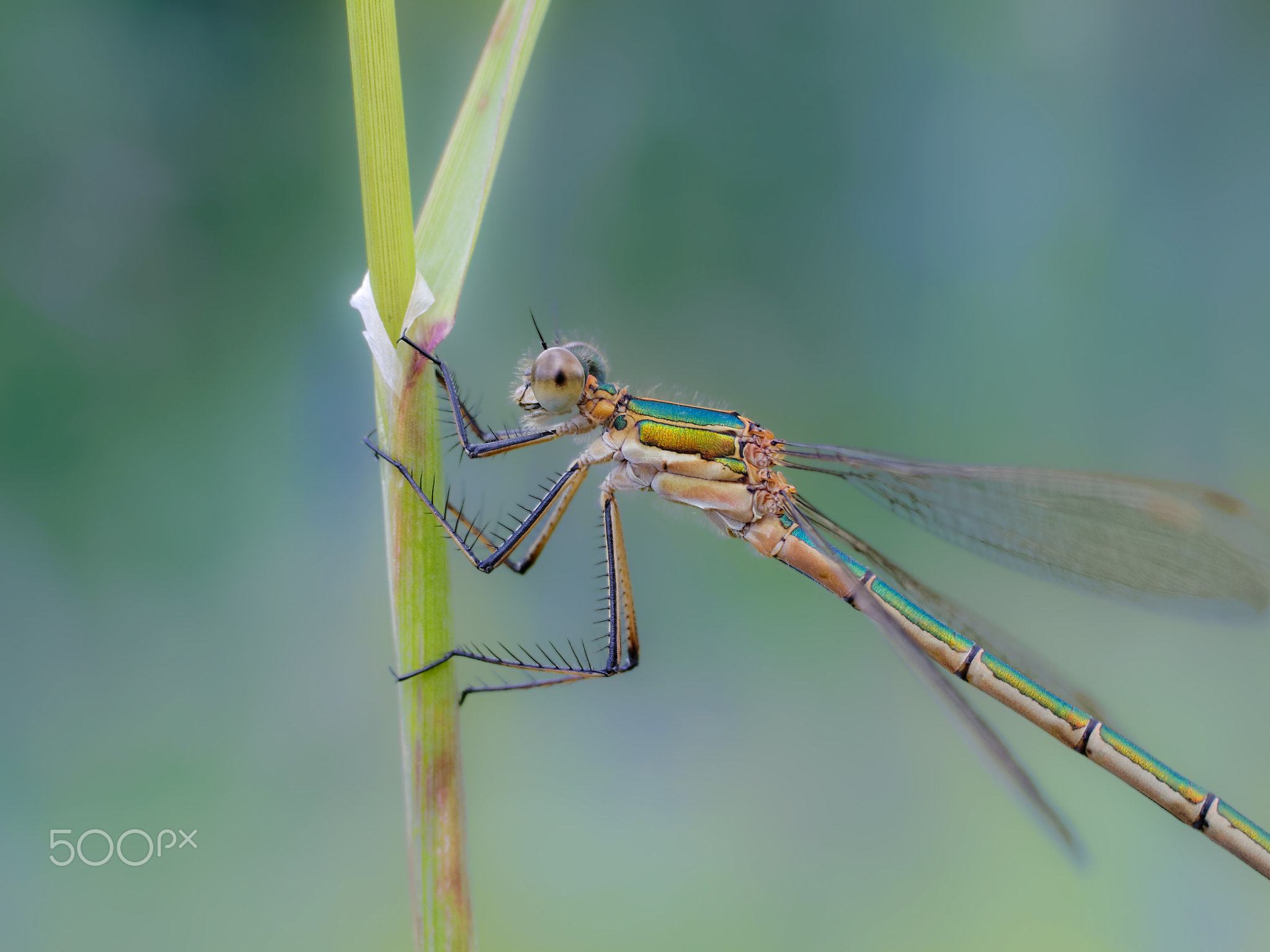 Green dragonfly 1