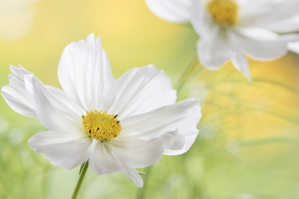 Cosmos by Jane Dibnah on 500px.com
