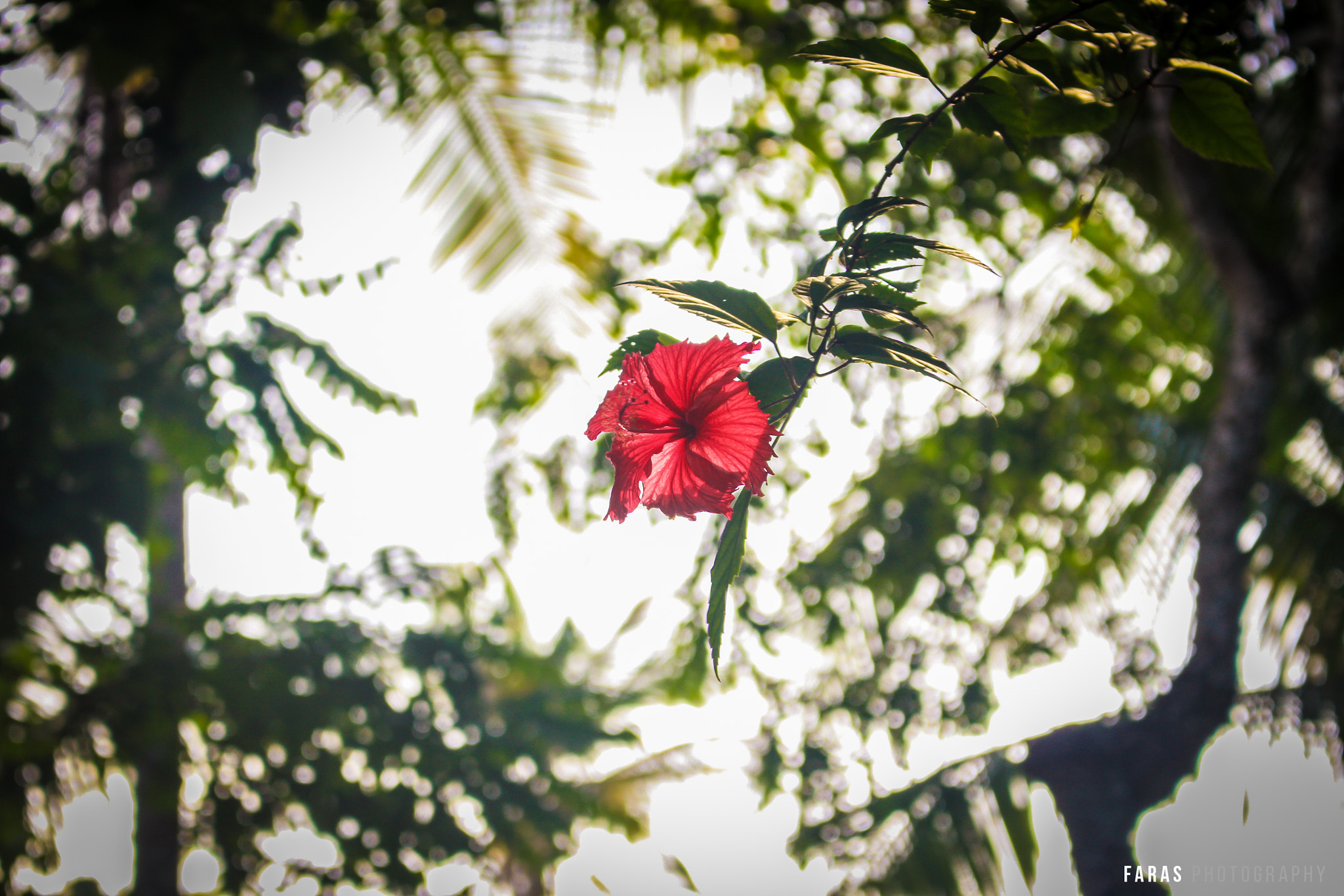 Kerala Flower!!
