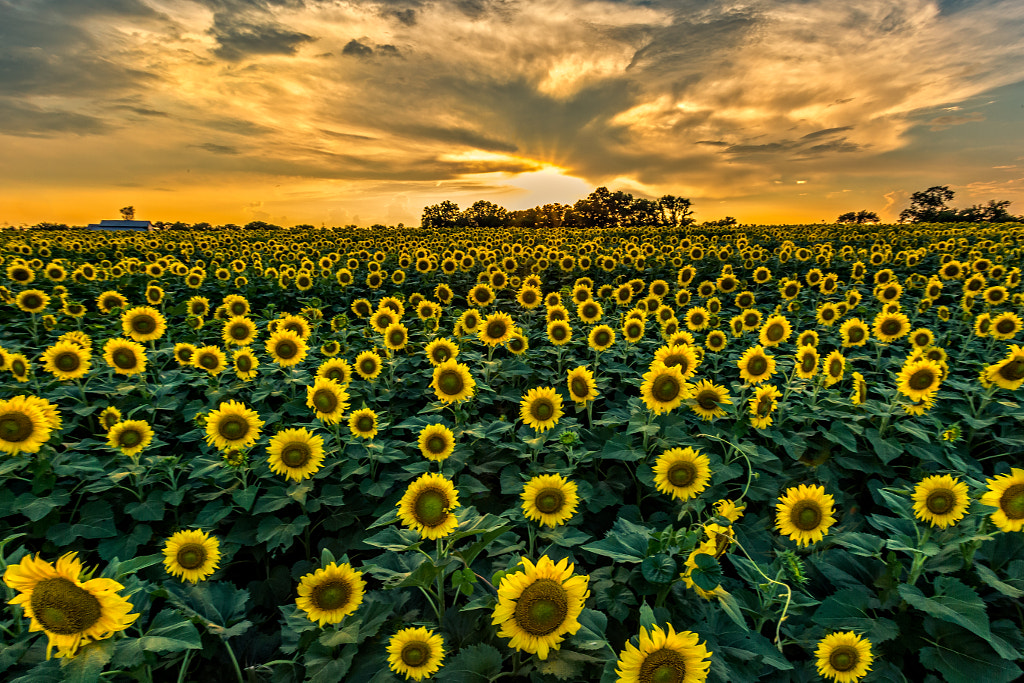 Sunflower Sunset by Perry Hoag on 500px.com