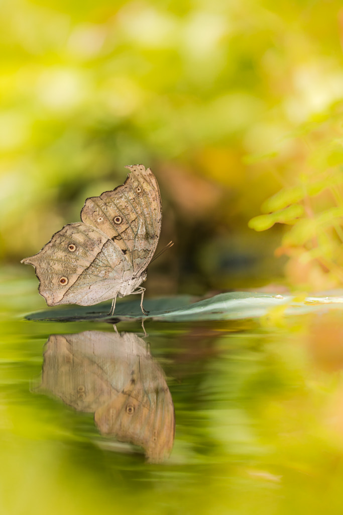 Parelmoervlinder. by Willem Bentink on 500px.com