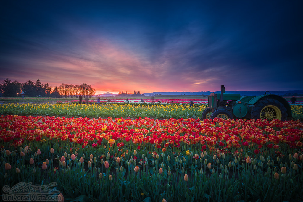 Mt. Hood and Tulip field at dawn by William Lee on 500px.com