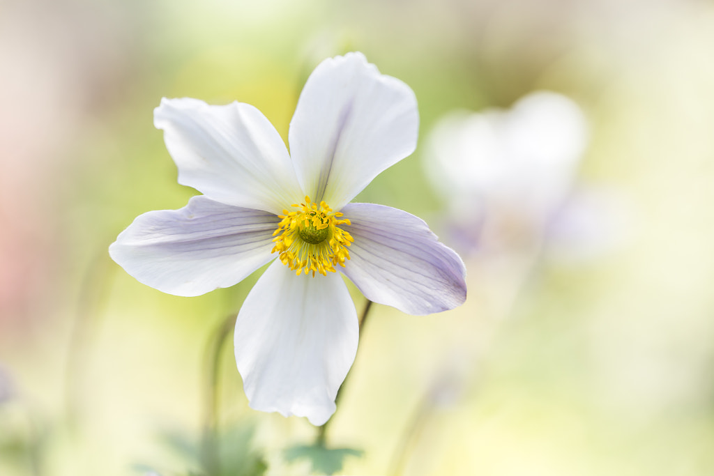 Anemone wild swan by Mandy Disher on 500px.com