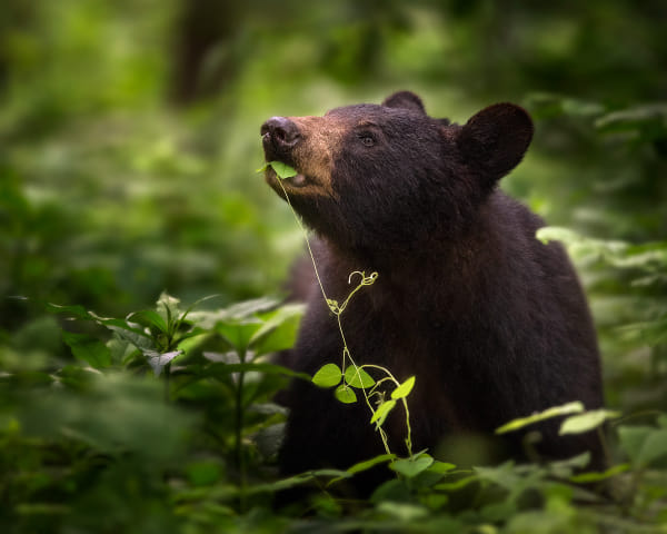 Bear Looking Into The Light by Steve Perry on 500px.com