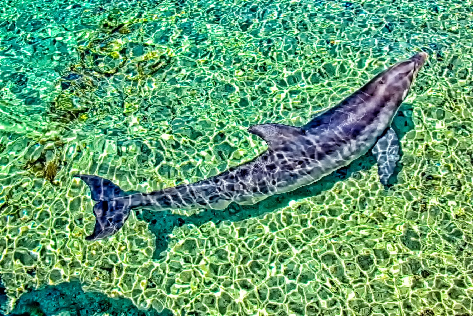 Dolphin Curved Underwater
