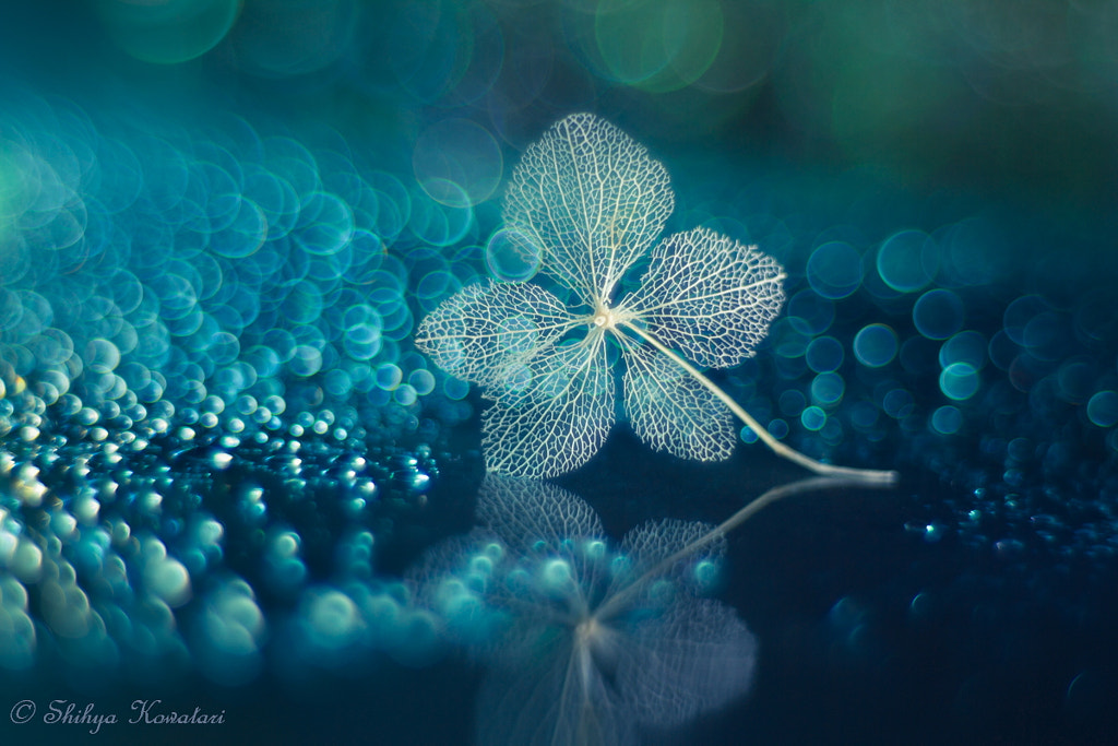 Serenade in Blue by Shihya Kowatari on 500px