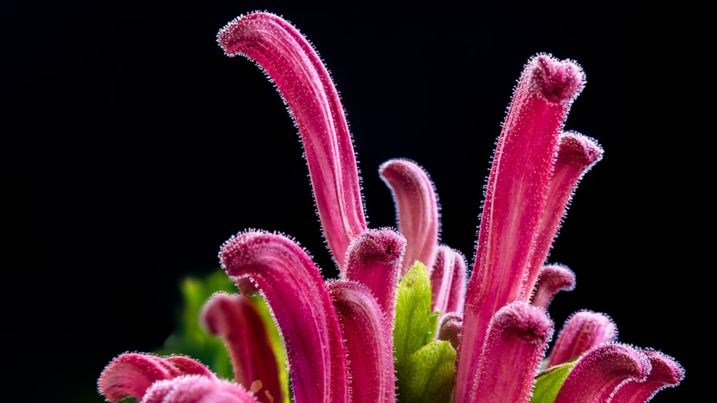 Pink flower macro by Milen Mladenov on 500px.com