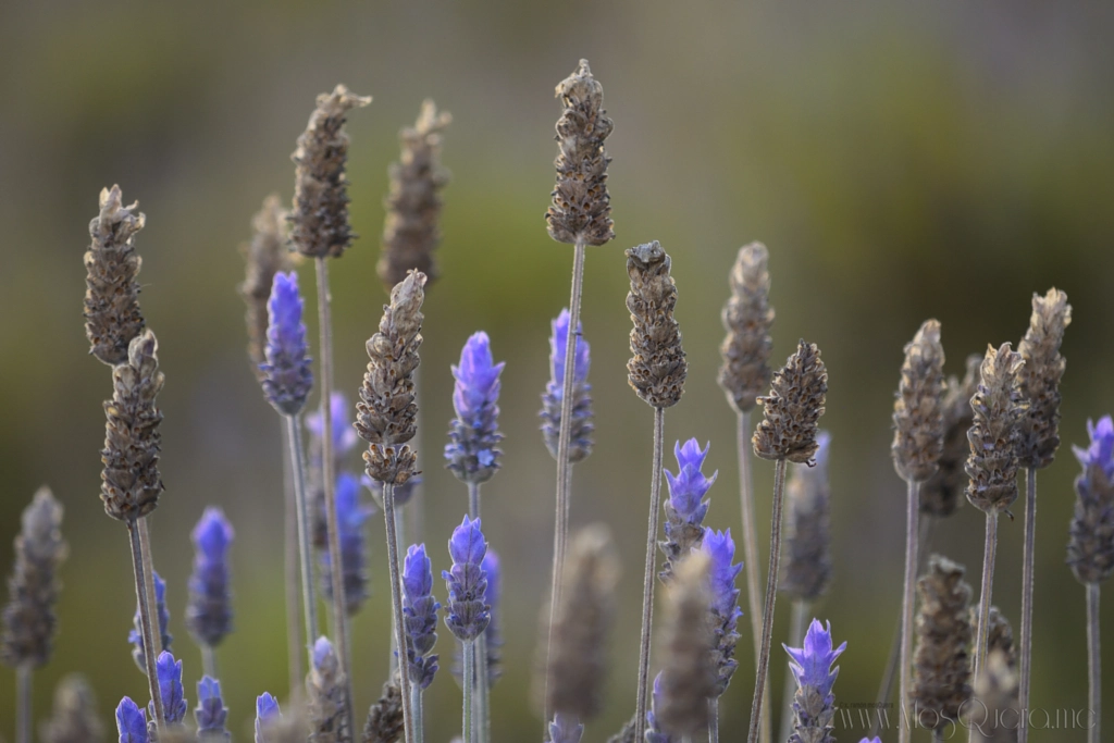 lavanda seca de Xose Ramon en 500px.com