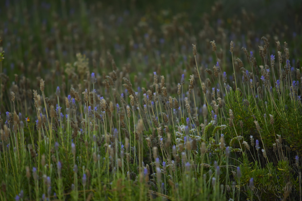 lavanda de Xose Ramon en 500px.com