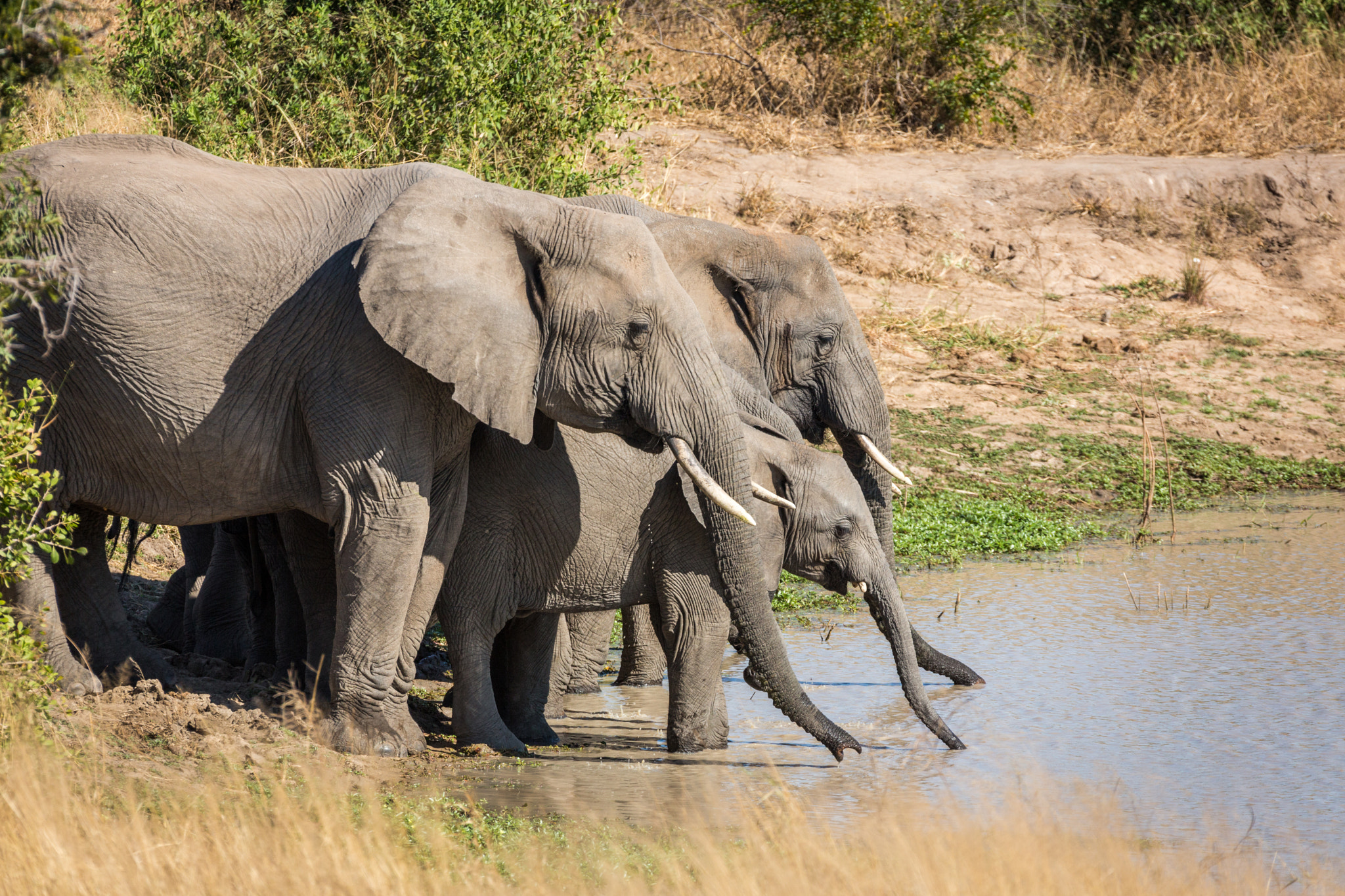 Elephant Drinking