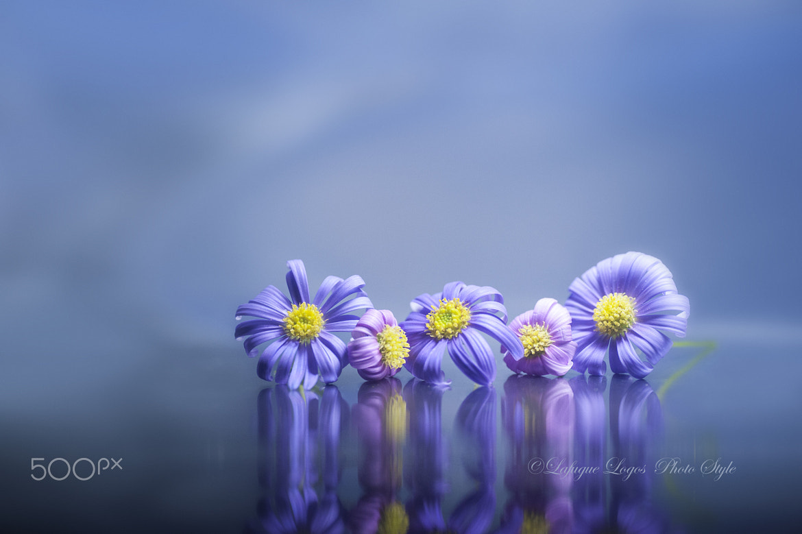 Lafugue Logos (lafuguelogos) Photos / 500px