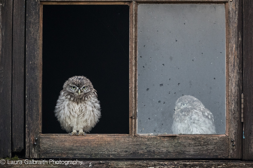Two Little Owlets by Laura Galbraith on 500px.com