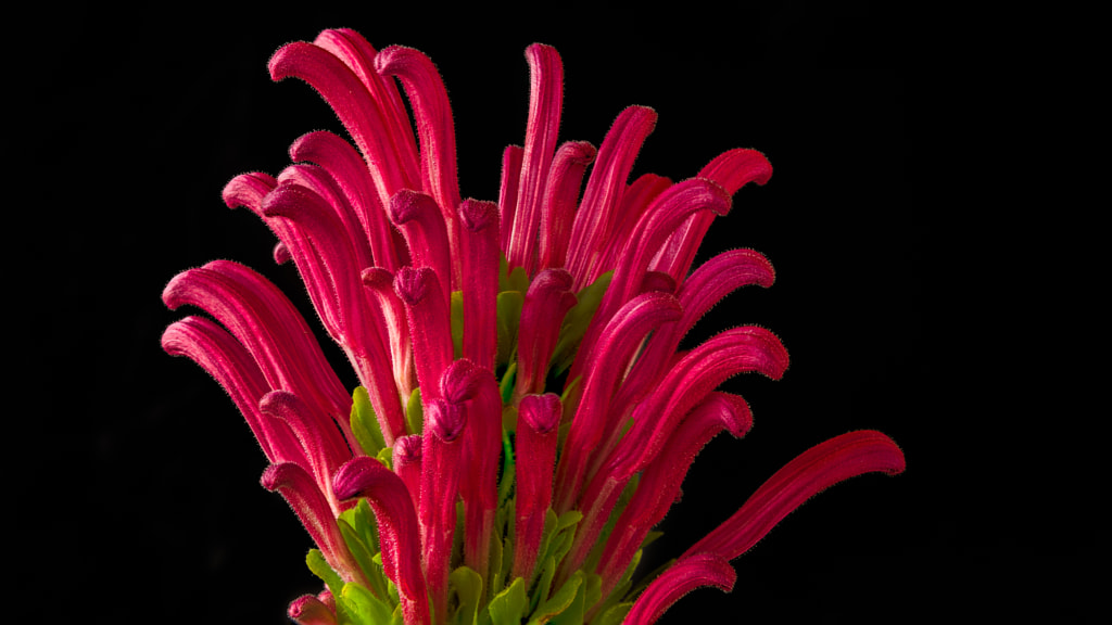 Pink flower 04 by Milen Mladenov on 500px.com
