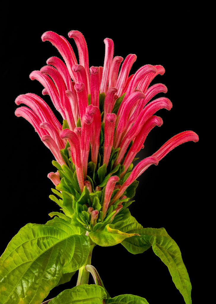 Pink flower 05 by Milen Mladenov on 500px.com