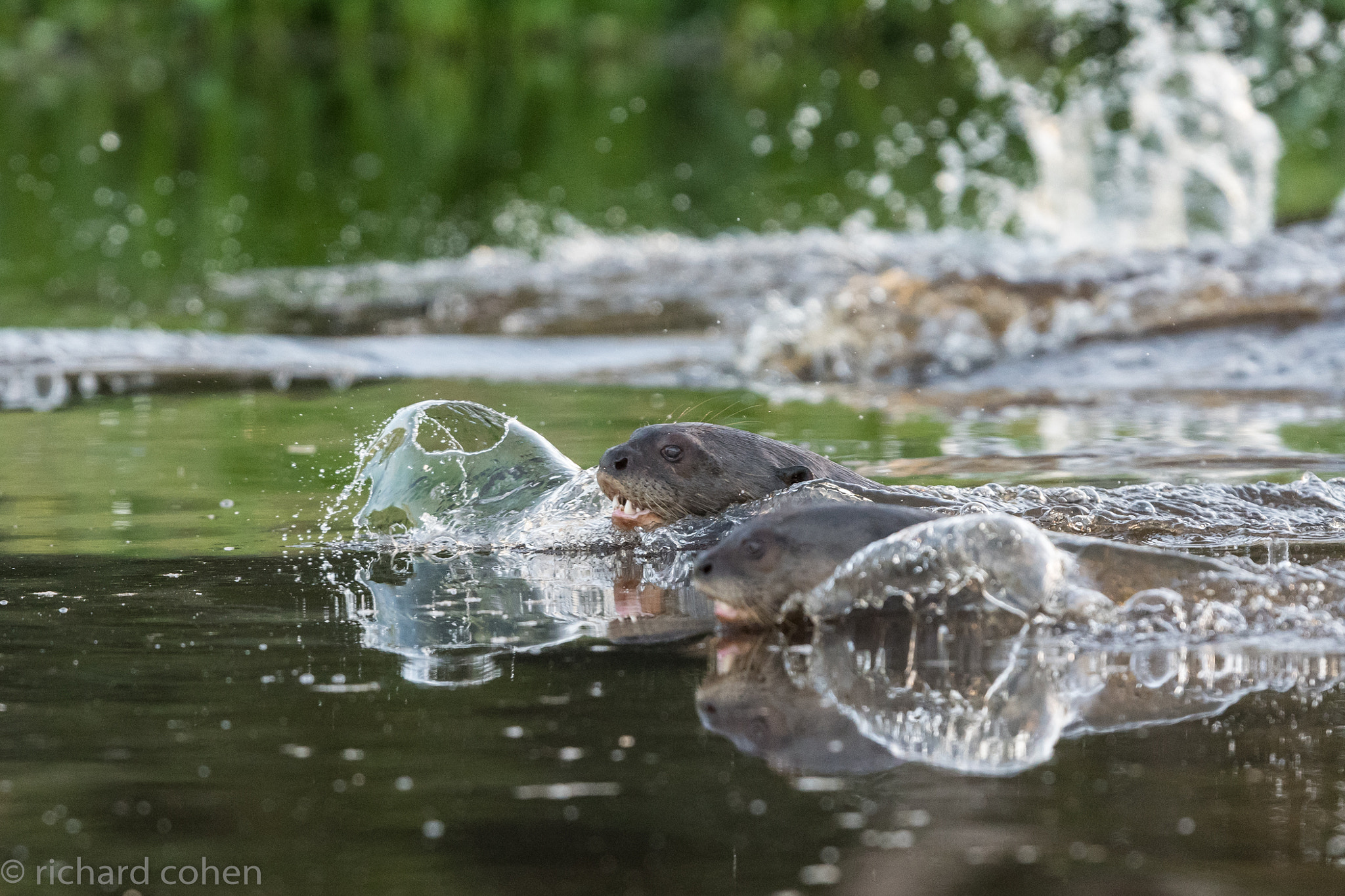 Giant River Otters Hauling A@@...pic 1