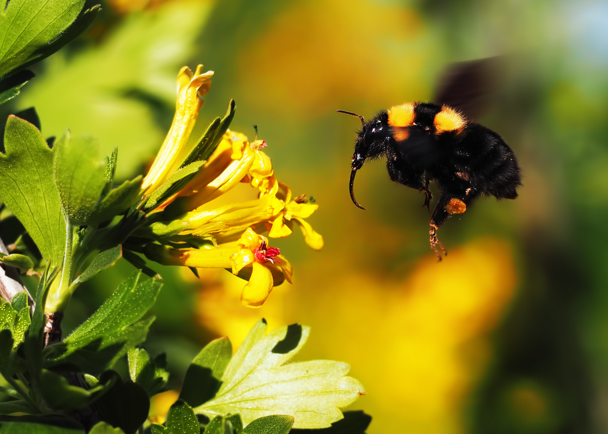 Bumblebee big flying to the yellow flower at the  garden