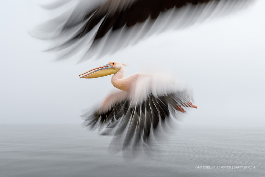 Pelican Escort by Marsel van Oosten on 500px.com