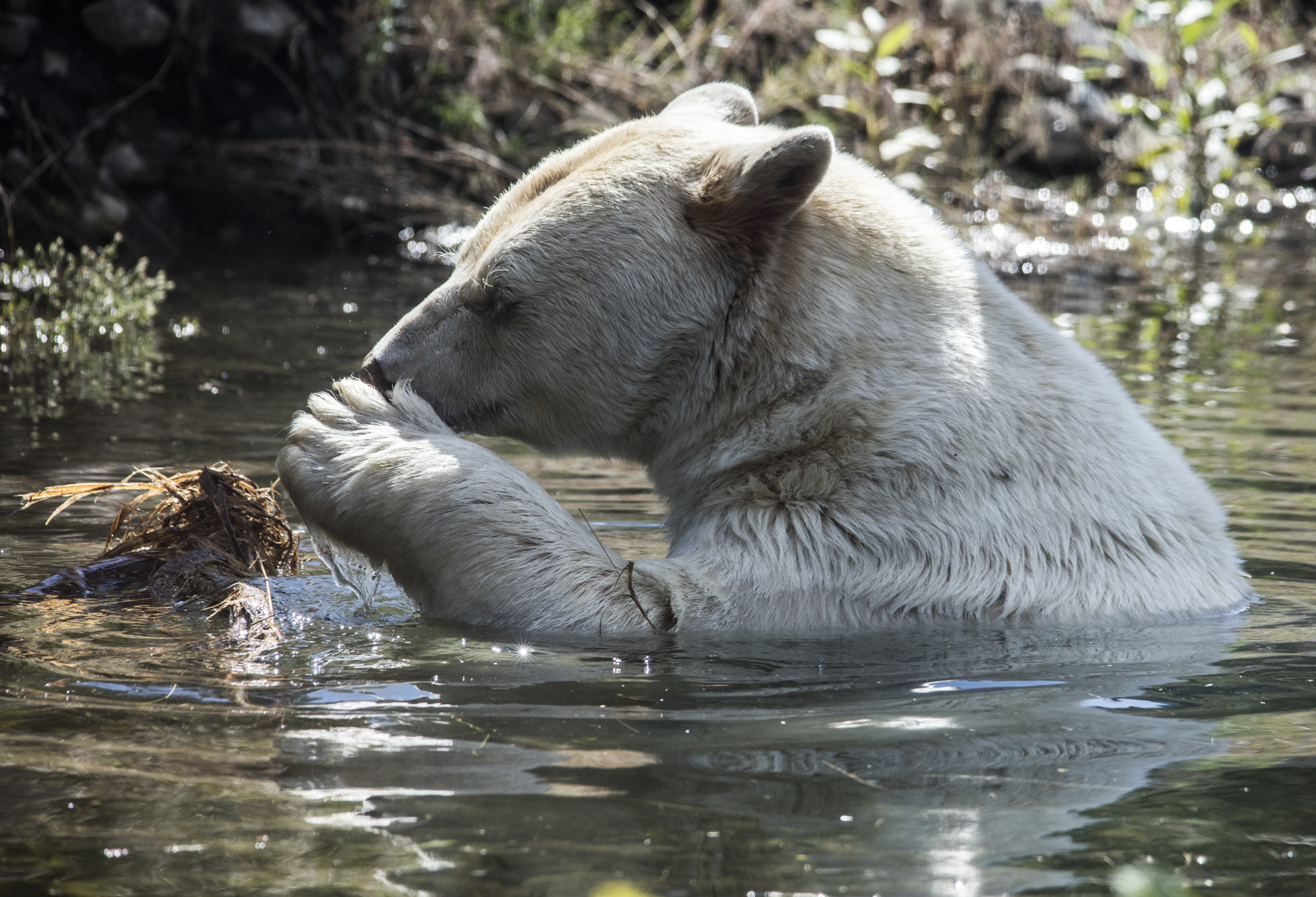 pssst... spirit bear telling a secret