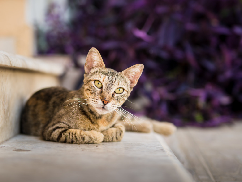 Cute stray cat by Fotos simo on 500px.com