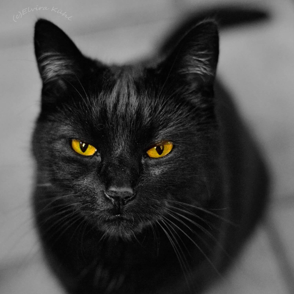 Black cats - I want food! by Elvira Kühl on 500px.com