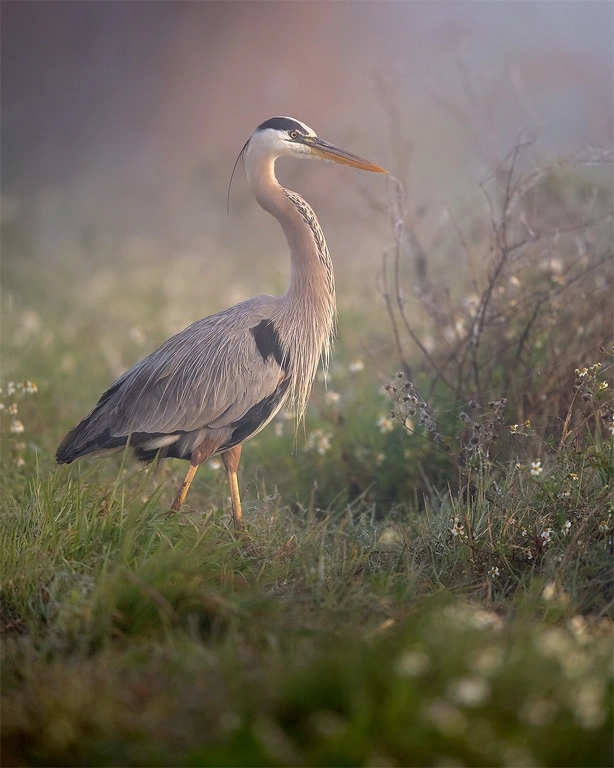 Steve Perry (backcountrygallery) Photos / 500px