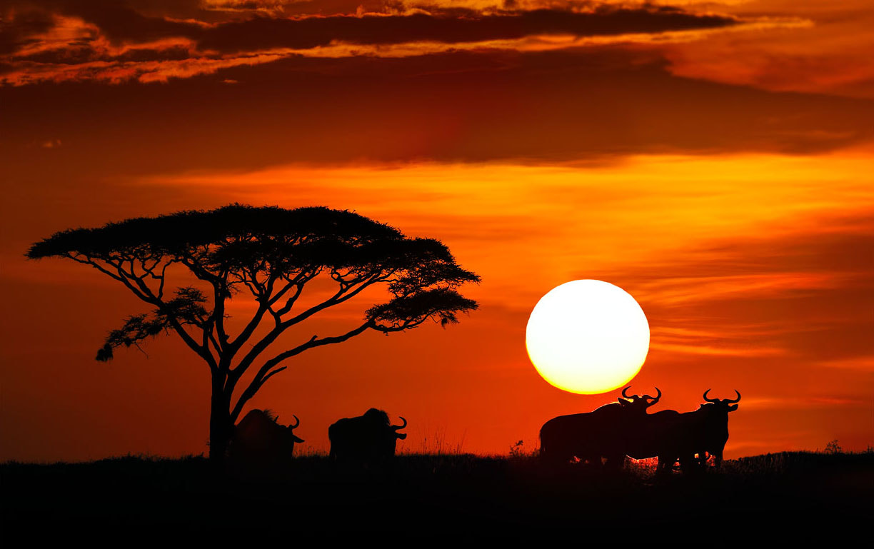 Savanna sunset by Nikolai Zinoviev - Photo 221450 / 500px