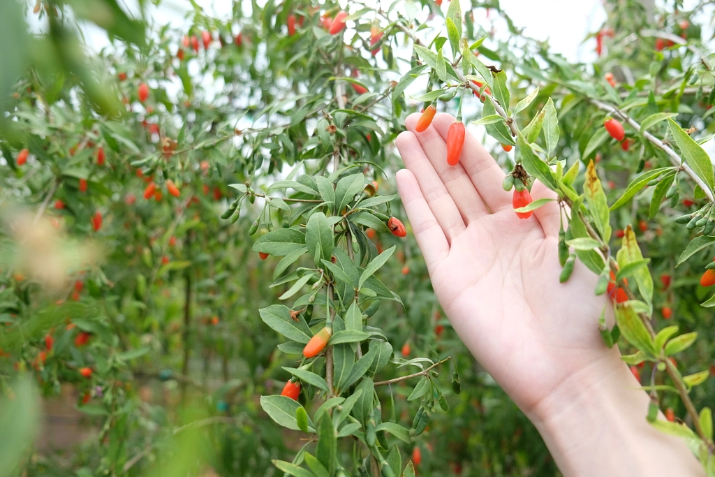 Gojoy UPick Goji Berry Farm Every Day is a Food Day