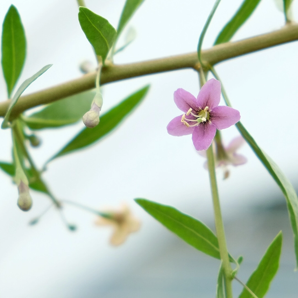 IMG by ukijojo on 500px.com