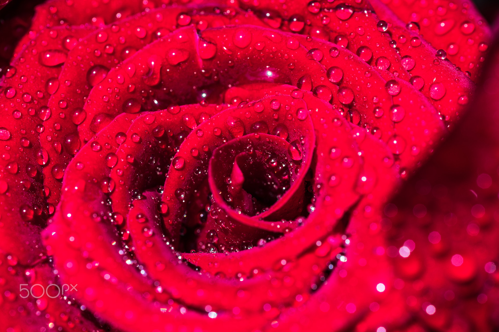 Red roses with drops