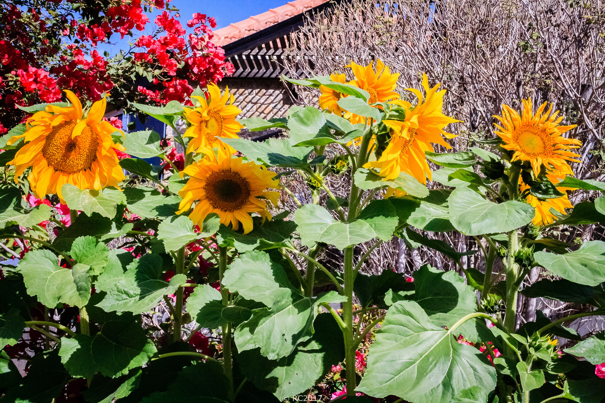Sunflower