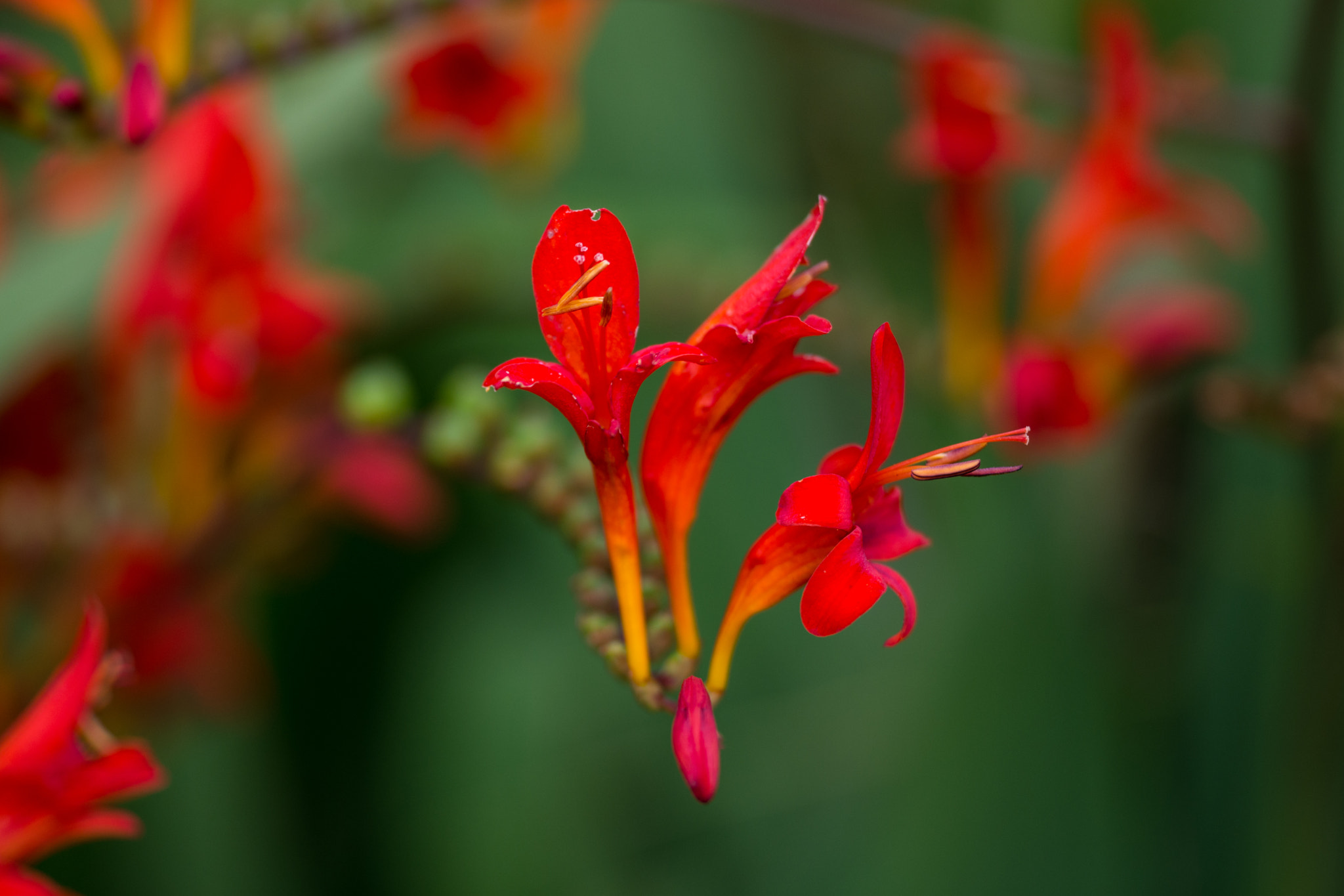 Crocosmia