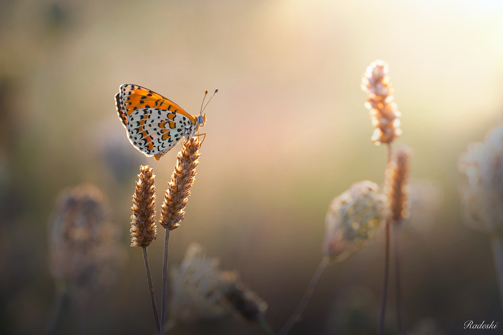Temel Fotoğrafçılık Bilgileri 