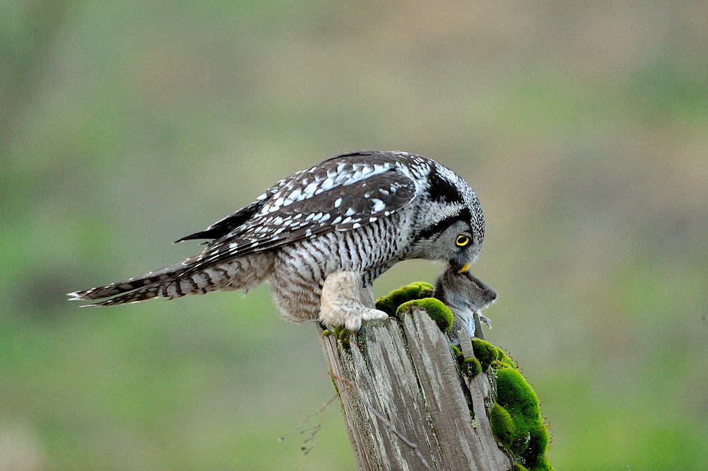 Northern hawk owl feeding by Norman Ng Most Common Birds in Pennsylvania - common pennsylvania birds birds of pennsylvania-common- pennsylvania birds-backyard birds of pennsylvania -birds native to pennsylvania -winter birds of pennsylvania -birds of pennsylvania identification