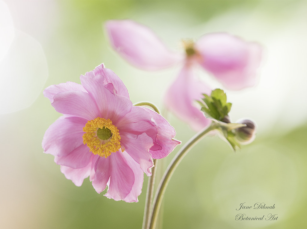 Anemone by Jane Dibnah on 500px.com