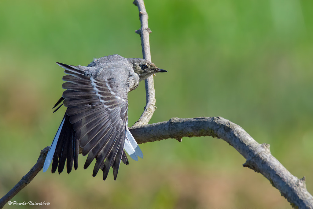 hawksnaturphoto Photos / 500px