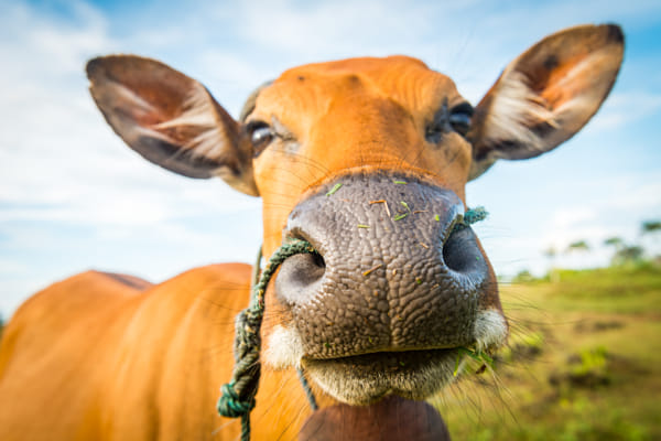Cute cow closeup