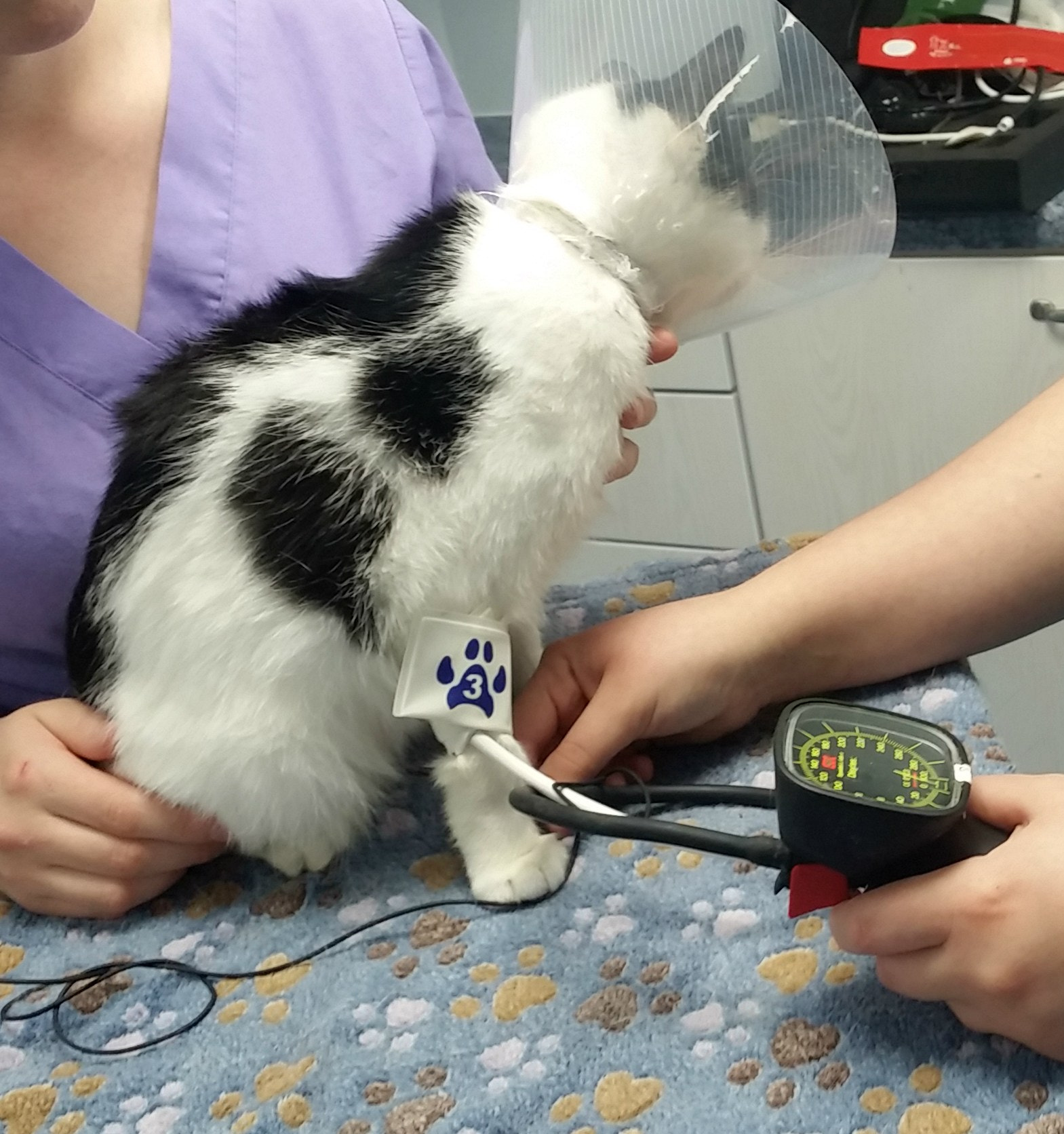 Feline Hypertension (High Blood Pressure)